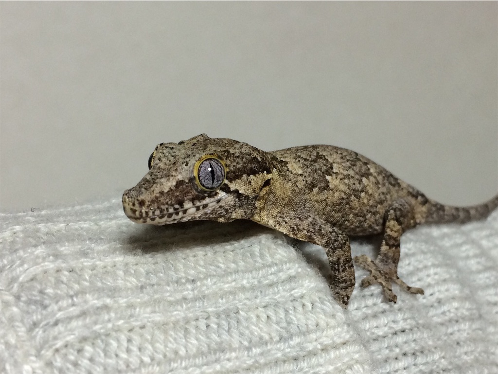 f:id:yamopeta:20160318013559j:image f:id:yamopeta:20160318013559j:image