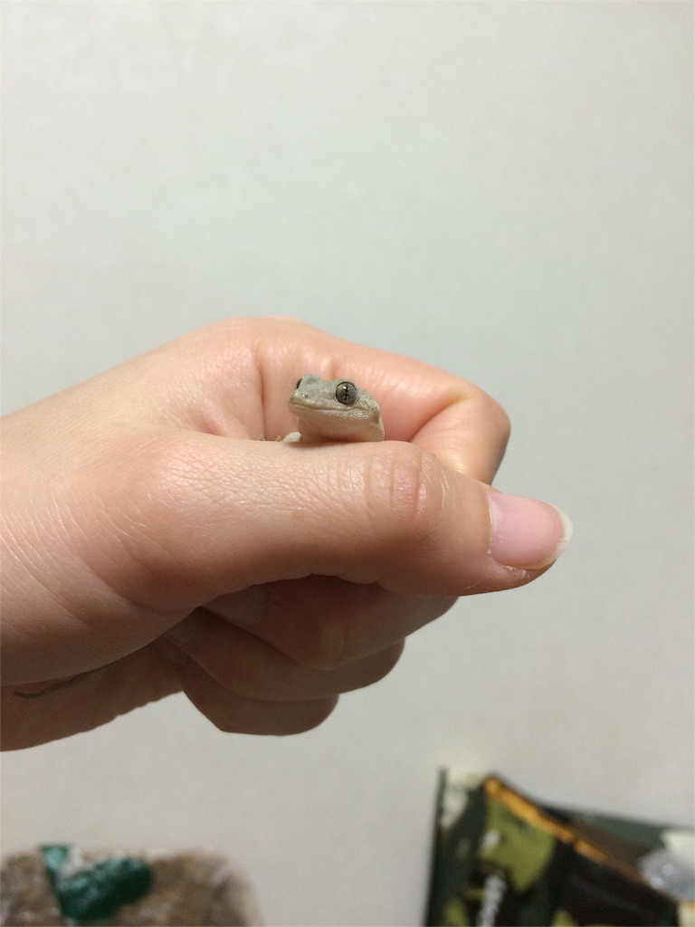 f:id:yamopeta:20160318020337j:image f:id:yamopeta:20160318020337j:image