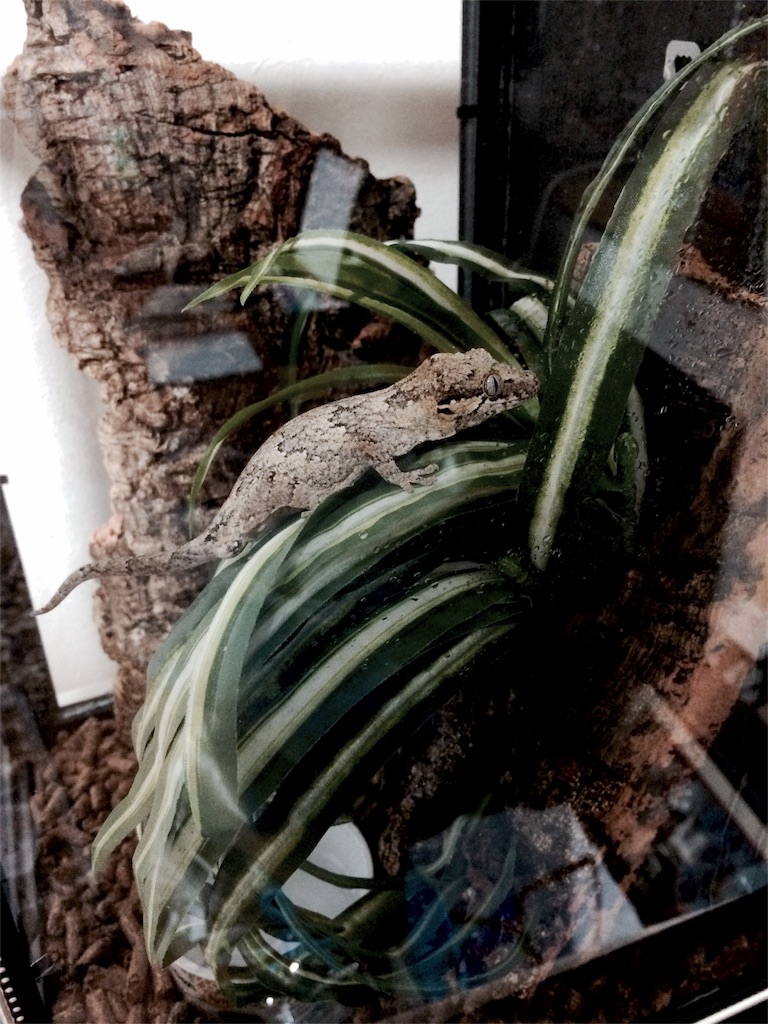 f:id:yamopeta:20160418192237j:image f:id:yamopeta:20160418192237j:image