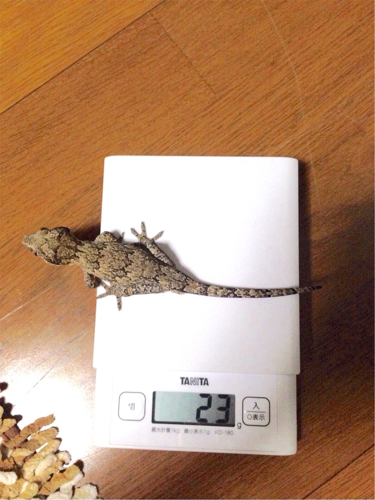 f:id:yamopeta:20160625100313j:image f:id:yamopeta:20160625100313j:image