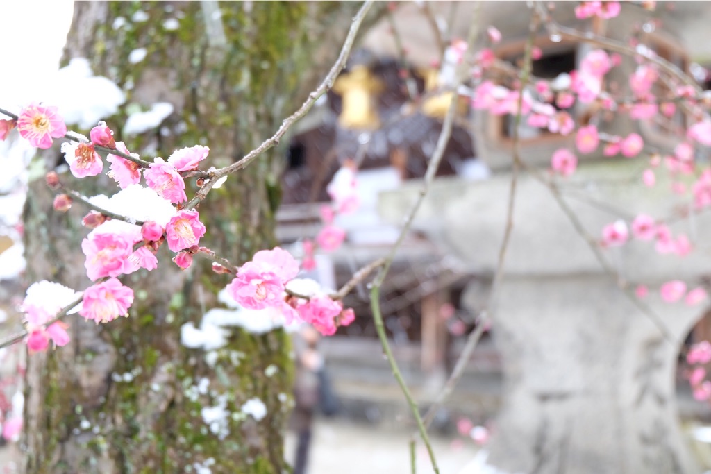 f:id:yang_corn:20160120134535j:image f:id:yang_corn:20160120134535j:image
