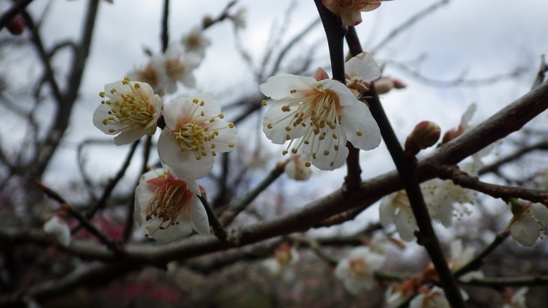 f:id:yasaigun:20150308194728j:plain f:id:yasaigun:20150308194728j:plain