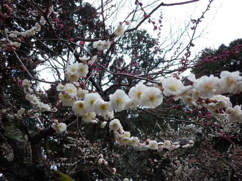 f:id:yasaigun:20150308194758j:plain f:id:yasaigun:20150308194758j:plain