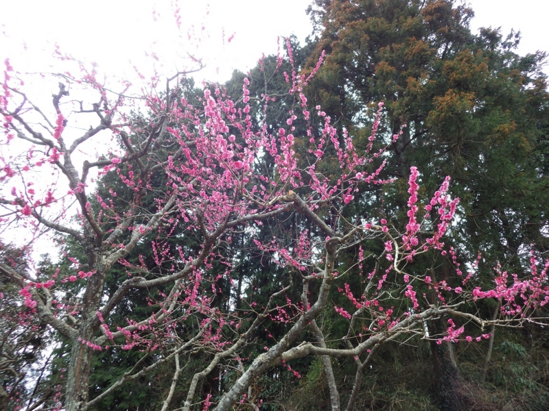 f:id:yasaigun:20150308194828j:plain f:id:yasaigun:20150308194828j:plain