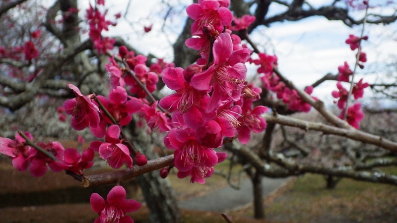 f:id:yasaigun:20150308194912j:plain f:id:yasaigun:20150308194912j:plain