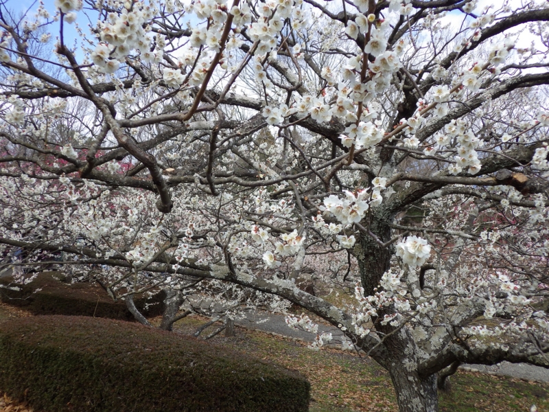 f:id:yasaigun:20150308194957j:plain f:id:yasaigun:20150308194957j:plain