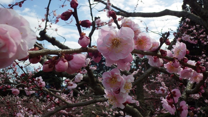 f:id:yasaigun:20150308195031j:plain f:id:yasaigun:20150308195031j:plain