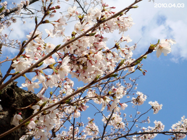 f:id:yasaka3:20100403190205j:image f:id:yasaka3:20100403190205j:image