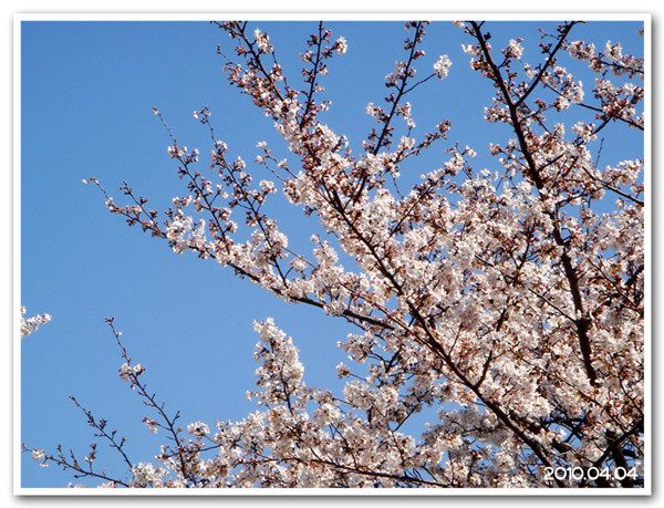 f:id:yasaka3:20100404182302j:image f:id:yasaka3:20100404182302j:image