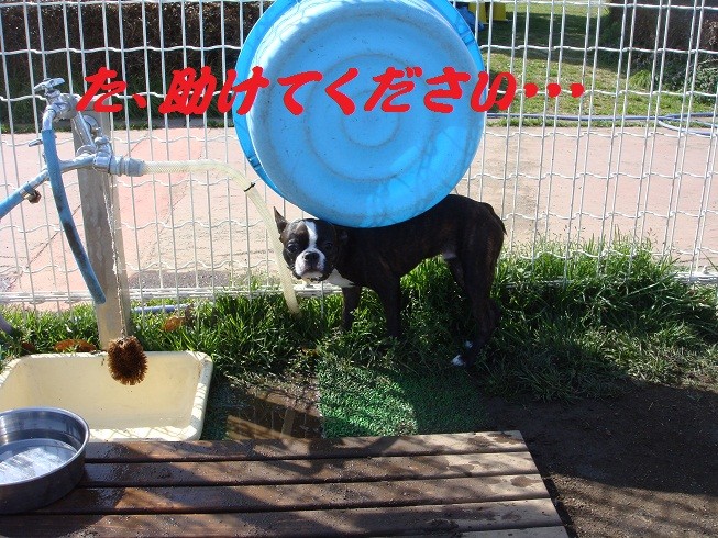 f:id:yasuhiroichigo:20100314021332j:image f:id:yasuhiroichigo:20100314021332j:image