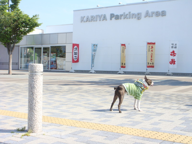 f:id:yasuhiroichigo:20100603210015j:image f:id:yasuhiroichigo:20100603210015j:image