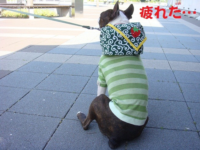 f:id:yasuhiroichigo:20100603210209j:image f:id:yasuhiroichigo:20100603210209j:image