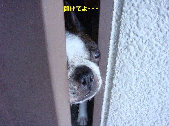 f:id:yasuhiroichigo:20100802065224j:image f:id:yasuhiroichigo:20100802065224j:image