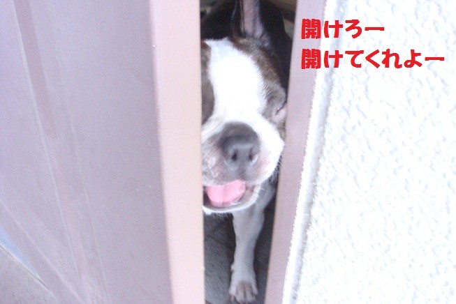 f:id:yasuhiroichigo:20100802065314j:image f:id:yasuhiroichigo:20100802065314j:image