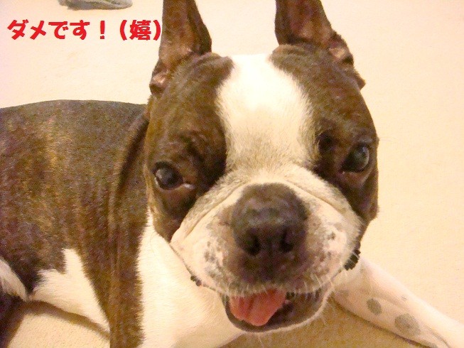 f:id:yasuhiroichigo:20100802065843j:image f:id:yasuhiroichigo:20100802065843j:image