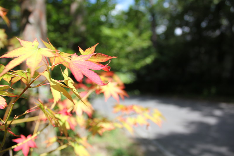 f:id:yasuhiroichigo:20100906152805j:image f:id:yasuhiroichigo:20100906152805j:image