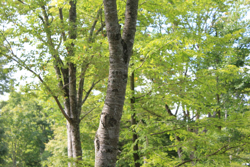 f:id:yasuhiroichigo:20100906152830j:image f:id:yasuhiroichigo:20100906152830j:image