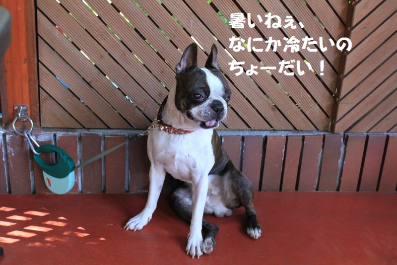 f:id:yasuhiroichigo:20100906222514j:image f:id:yasuhiroichigo:20100906222514j:image
