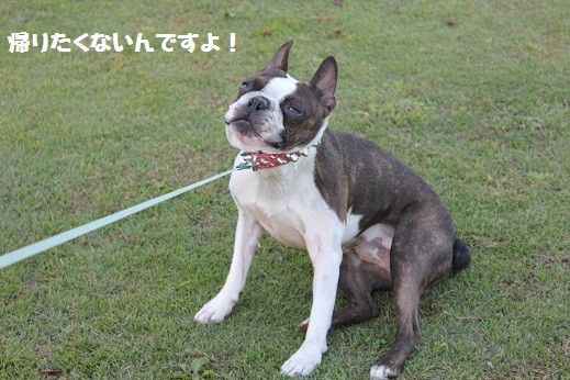 f:id:yasuhiroichigo:20101106231307j:image f:id:yasuhiroichigo:20101106231307j:image