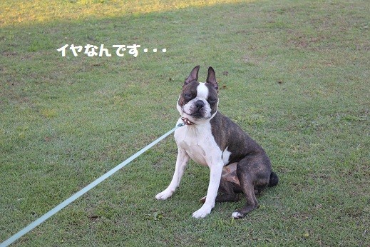 f:id:yasuhiroichigo:20101106231309j:image f:id:yasuhiroichigo:20101106231309j:image