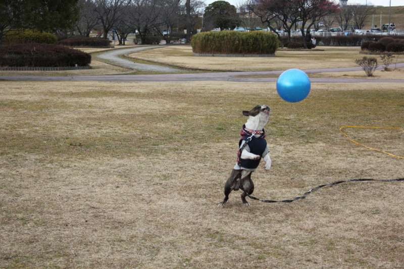 f:id:yasuhiroichigo:20110202215420j:image f:id:yasuhiroichigo:20110202215420j:image