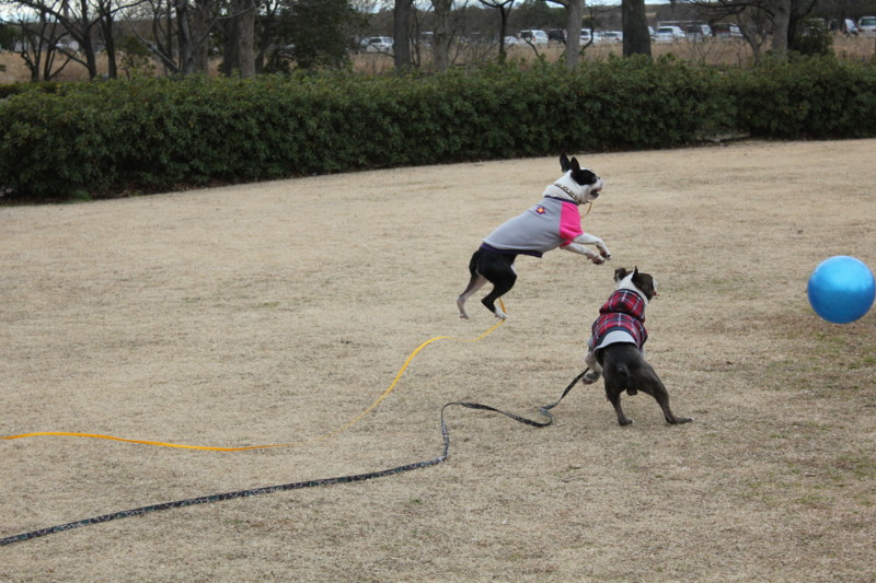 f:id:yasuhiroichigo:20110202215435j:image f:id:yasuhiroichigo:20110202215435j:image