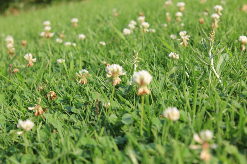 f:id:yasuhiroichigo:20110704232402j:image f:id:yasuhiroichigo:20110704232402j:image