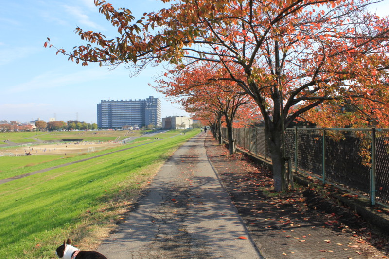 f:id:yasuhiroichigo:20111123221236j:image f:id:yasuhiroichigo:20111123221236j:image