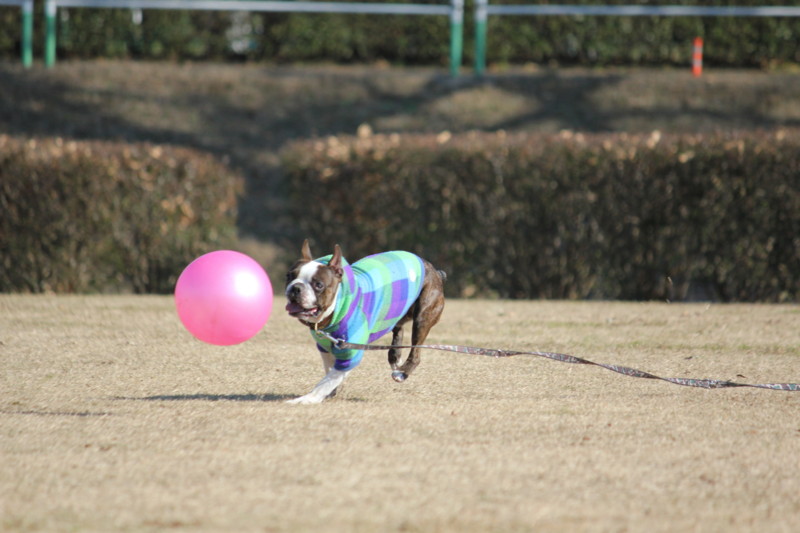 f:id:yasuhiroichigo:20120101182651j:image f:id:yasuhiroichigo:20120101182651j:image