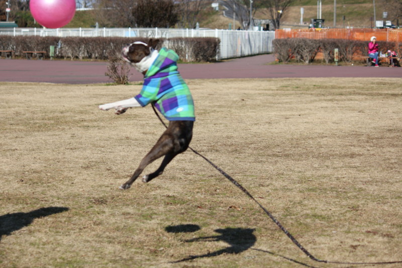 f:id:yasuhiroichigo:20120101183852j:image f:id:yasuhiroichigo:20120101183852j:image
