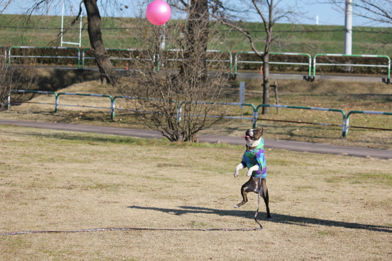 f:id:yasuhiroichigo:20120101183936j:image f:id:yasuhiroichigo:20120101183936j:image