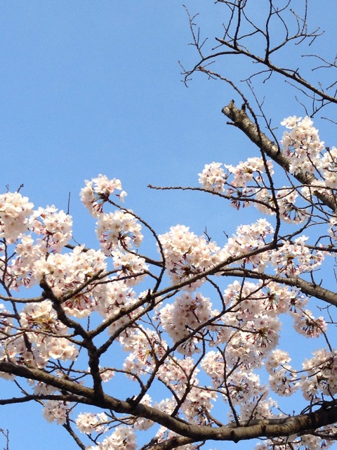f:id:yasuko-fiore:20150331222709j:plain f:id:yasuko-fiore:20150331222709j:plain