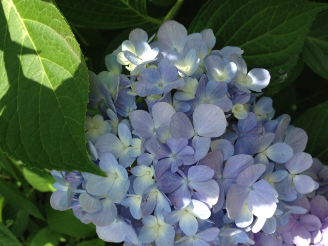 f:id:yasuko-fiore:20150626011714j:plain f:id:yasuko-fiore:20150626011714j:plain
