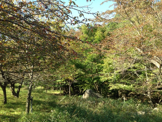 f:id:yasuko-fiore:20151019225626j:plain f:id:yasuko-fiore:20151019225626j:plain