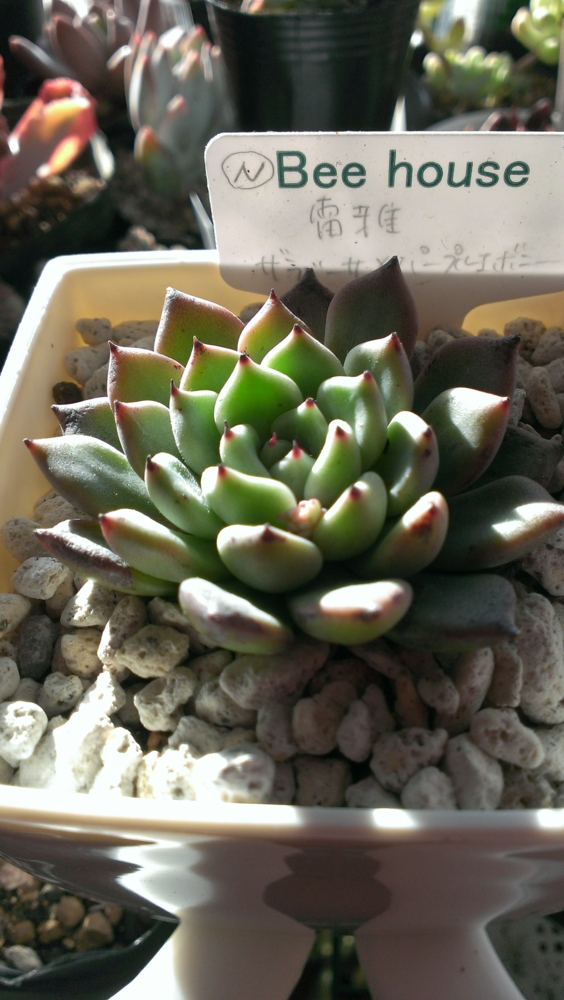 f:id:yasuko9015:20131229090226j:plain f:id:yasuko9015:20131229090226j:plain