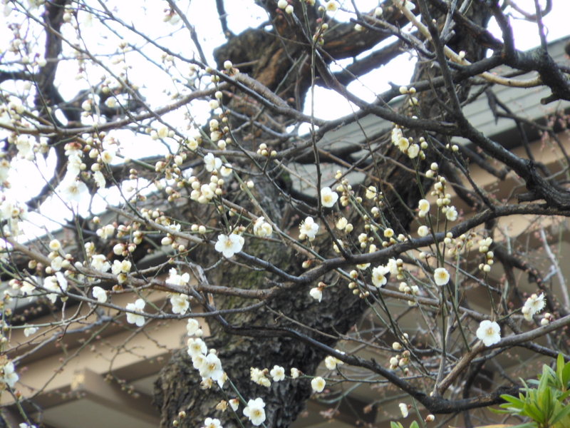f:id:yayoi50:20130207111814j:plain f:id:yayoi50:20130207111814j:plain