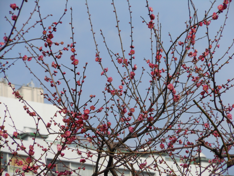 f:id:yayoi50:20130207112324j:plain f:id:yayoi50:20130207112324j:plain