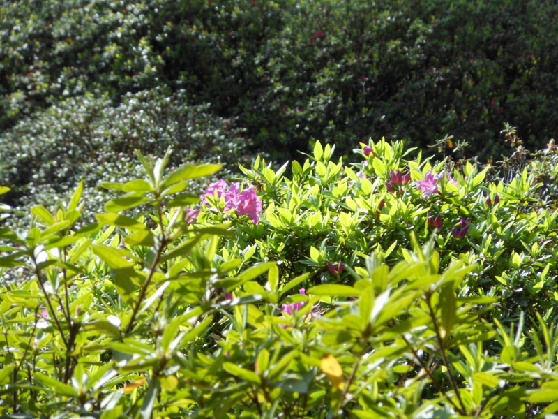 f:id:yayoi50:20130404134513j:plain f:id:yayoi50:20130404134513j:plain