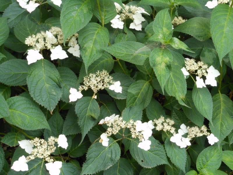 f:id:yayoi50:20130606105705j:plain f:id:yayoi50:20130606105705j:plain