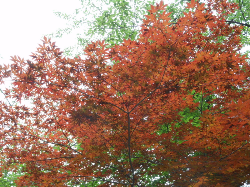 f:id:yayoi50:20130606105742j:plain f:id:yayoi50:20130606105742j:plain