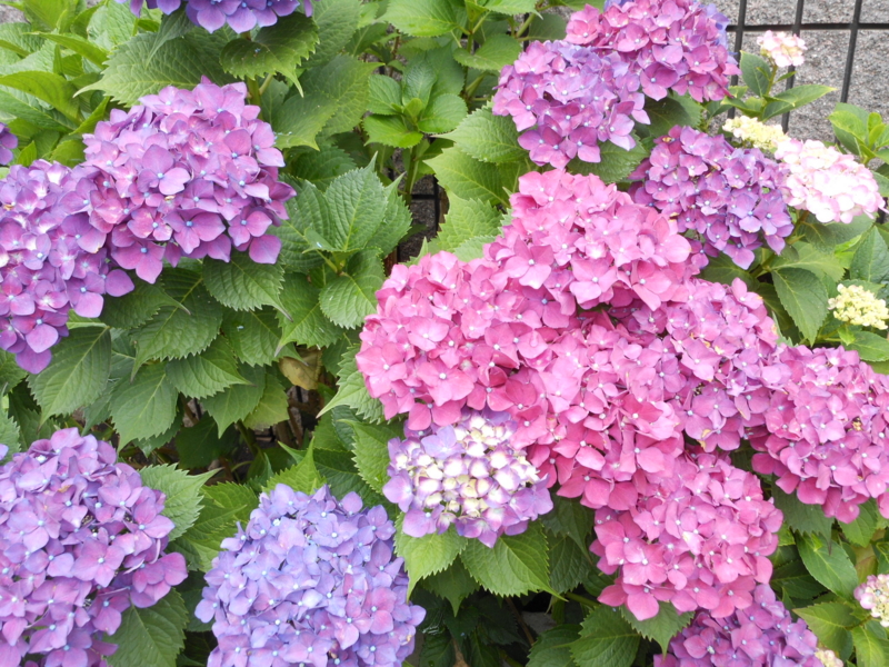 f:id:yayoi50:20130608101418j:plain f:id:yayoi50:20130608101418j:plain