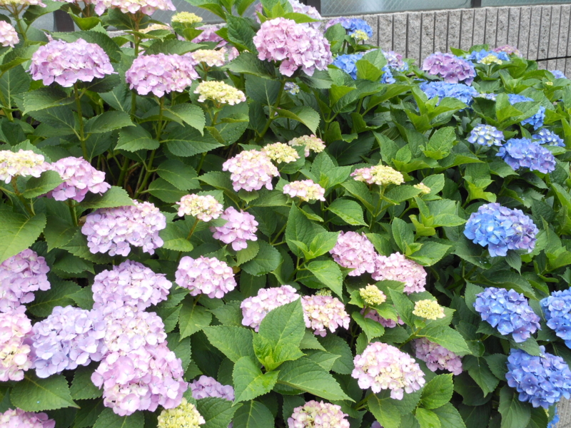 f:id:yayoi50:20130608101433j:plain f:id:yayoi50:20130608101433j:plain
