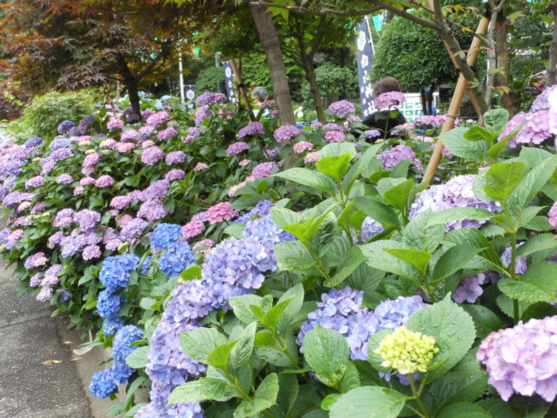 f:id:yayoi50:20130608101659j:plain f:id:yayoi50:20130608101659j:plain