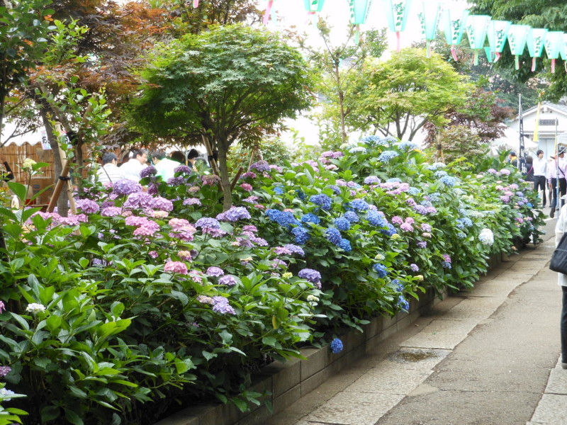 f:id:yayoi50:20130608102523j:plain f:id:yayoi50:20130608102523j:plain