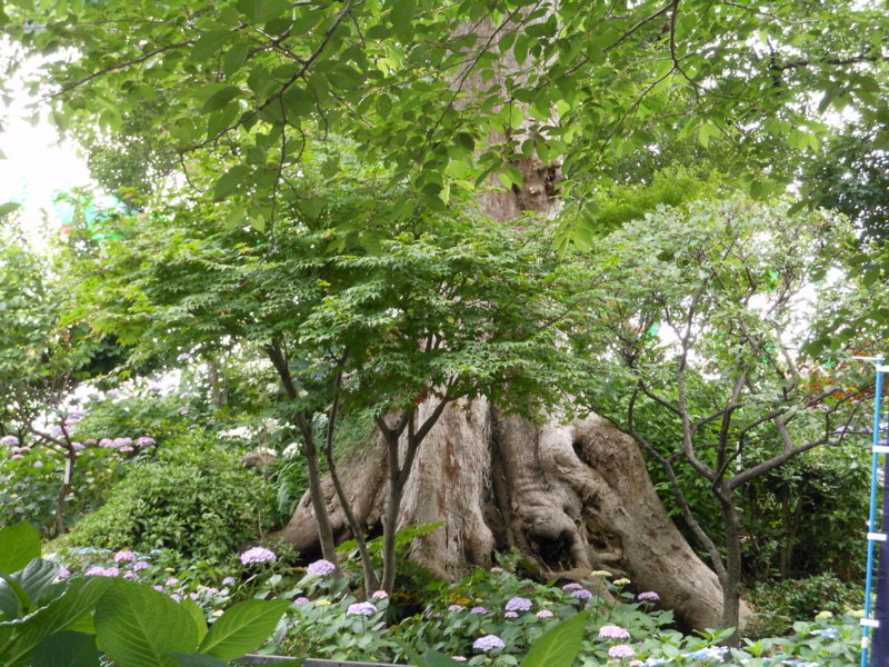 f:id:yayoi50:20130608103001j:plain f:id:yayoi50:20130608103001j:plain