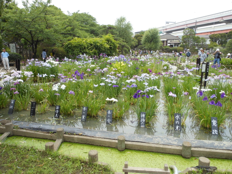 f:id:yayoi50:20130610111335j:plain f:id:yayoi50:20130610111335j:plain