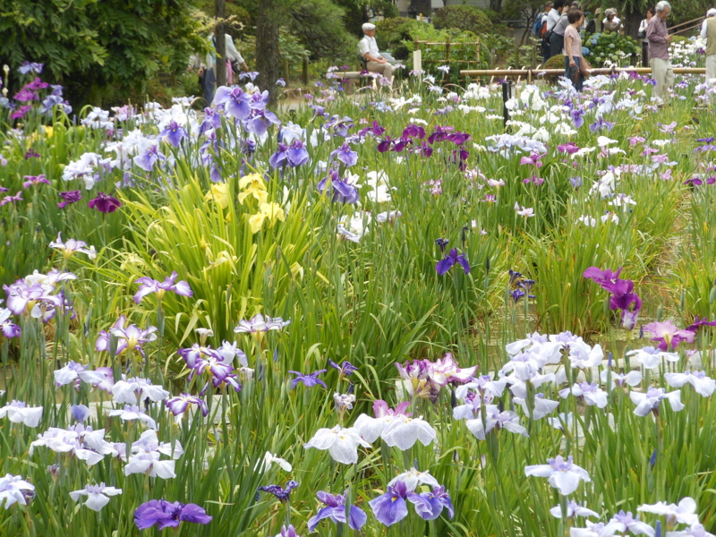 f:id:yayoi50:20130610111346j:plain f:id:yayoi50:20130610111346j:plain