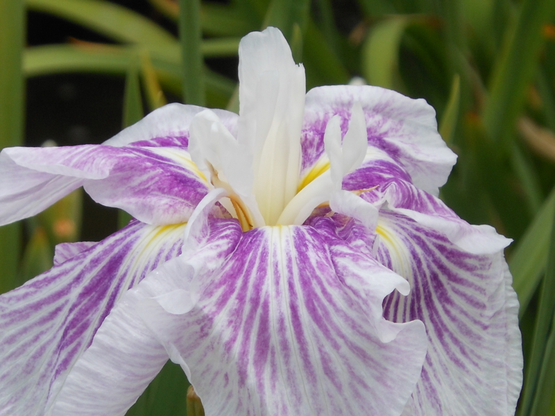 f:id:yayoi50:20130610111709j:plain f:id:yayoi50:20130610111709j:plain