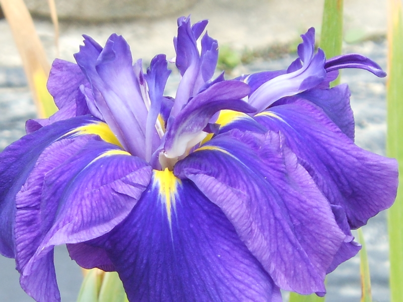 f:id:yayoi50:20130610111751j:plain f:id:yayoi50:20130610111751j:plain