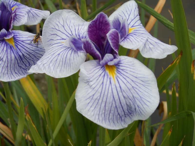 f:id:yayoi50:20130610112020j:plain f:id:yayoi50:20130610112020j:plain